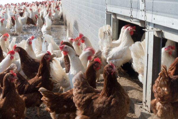 « Impossible de dire si l’Europe se débarrassera de l’influenza aviaire » 