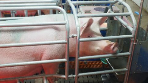 Plouvorn, commune finistérienne de 2.900 habitants, est un symbole de l’intensification de l’élevage porcin. Avec ses 80.000 porcs, elle abrite 28 fois plus de cochons que d’habitants. Les journalistes Kristen Falc’hon (« Splann ! ») et Floriane Louison (« Mediapart ») ont enquêté sur les conséquences environnementales de cette concentration. Crédits : Faustine Sternberg