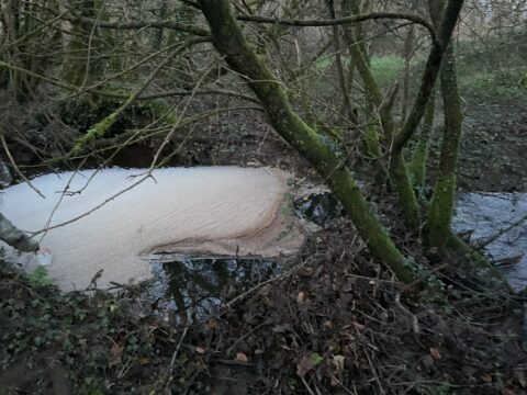 De l'écume se forme dans une rivière du Centre Bretagne, signe d'une pollution au lisier. Crédits Morgan Large