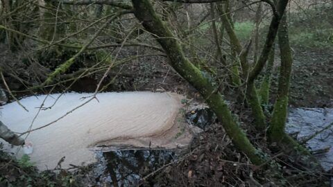 De l'écume se forme dans une rivière du Centre Bretagne, signe d'une pollution au lisier. Crédits Morgan Large