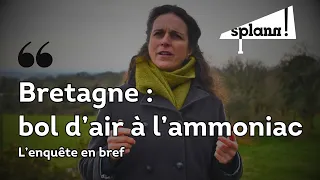 Prévisualisation de Bretagne : bol d’air à l’ammoniac , l’enquête en bref