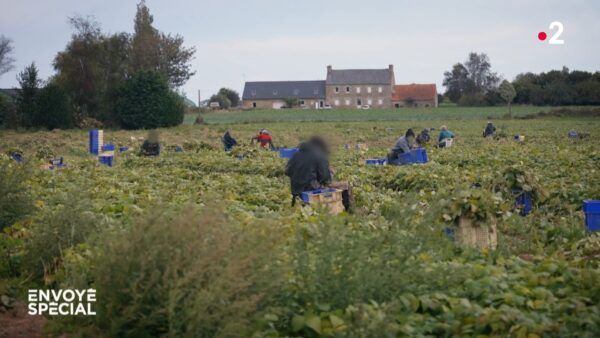 [Info « Splann ! »] Un décret gouvernemental ouvre la voie au travail des plumeurs de cocos 13 jours d’affilée