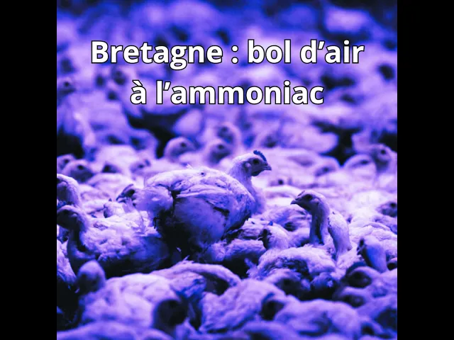 Prévisualisation de Ammoniac : la Bretagne, première région émettrice de France #1