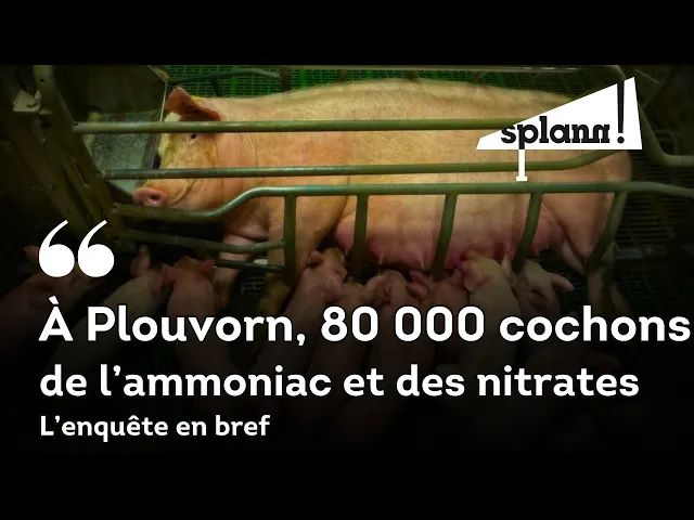 À Plouvorn 80.000 cochons, de l’ammoniac et des nitrates