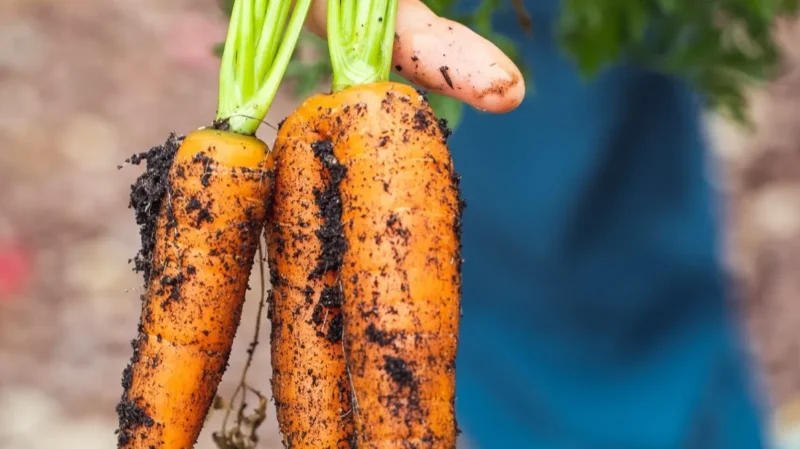 180725 Personne Tenant Des Carottes à Erlangen En Allemagne Crédit Markus Spiske Unsplash