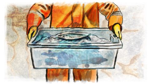 Lobbying industriel et sacrifice de la pêche artisanale, dans les coulisses de la disparition du maquereau. Crédit : Damien Roudeau pour « Splann ! »