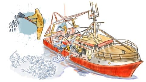 Le maquereau, une ressource sacrifiée. Crédit Damien Roudeau pour « Splann ! »