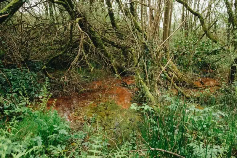 D’après la dernière enquête publique, les eaux minières non traitées du site de Glomel sont particulièrement acides. On y trouve 340 fois plus d’aluminium, 960 fois plus de fer, 600 fois plus de manganèse et 6 fois plus de sulfates que les limites de qualité pour les eaux destinées à la consommation avant potabilisation).