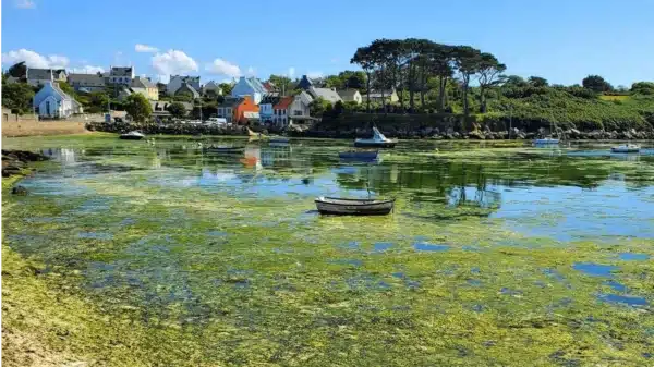 230701 Algues Vertes Port De Bretagne Crédits Splann !