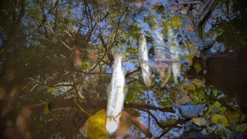 Le pêcheur Claude Péron a ramassé des truites, brochets, chabots ainsi qu'une anguille dans le Roz Milet, environ 1 km après le point de rejet des matières polluantes, lundi 10 août. Crédit : Claude Péron